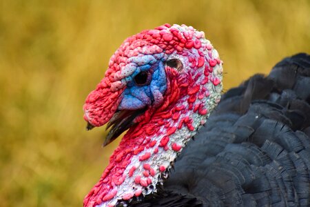 Beak bird closeup
