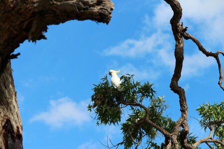 Crested cockatoos specimen photo