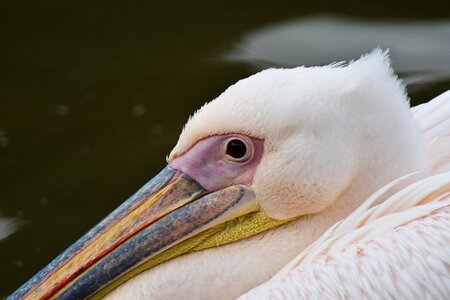 Beautiful bill bird