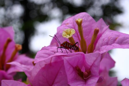 Macro close up blossom photo