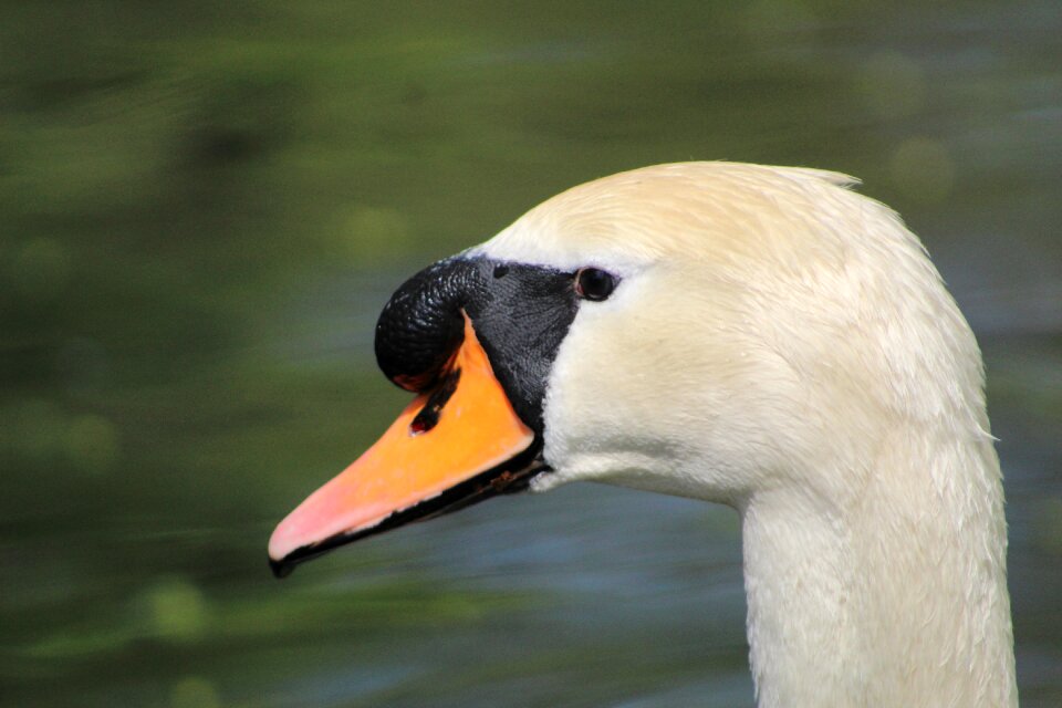 Waters lake water bird