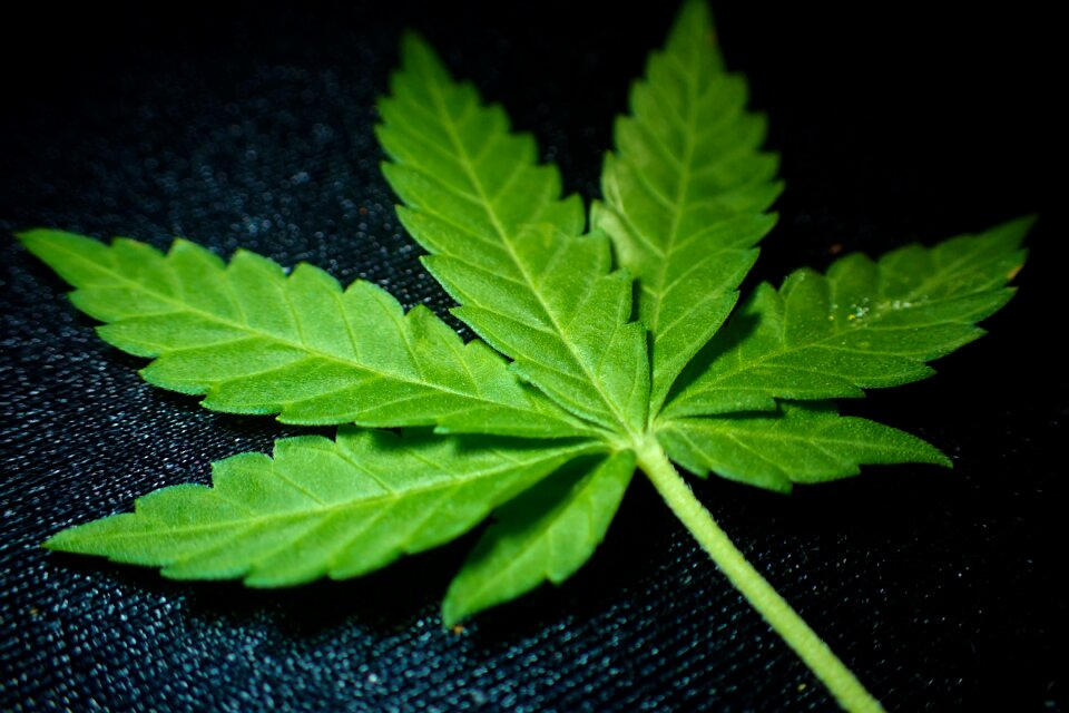 Cannabis chronic dope