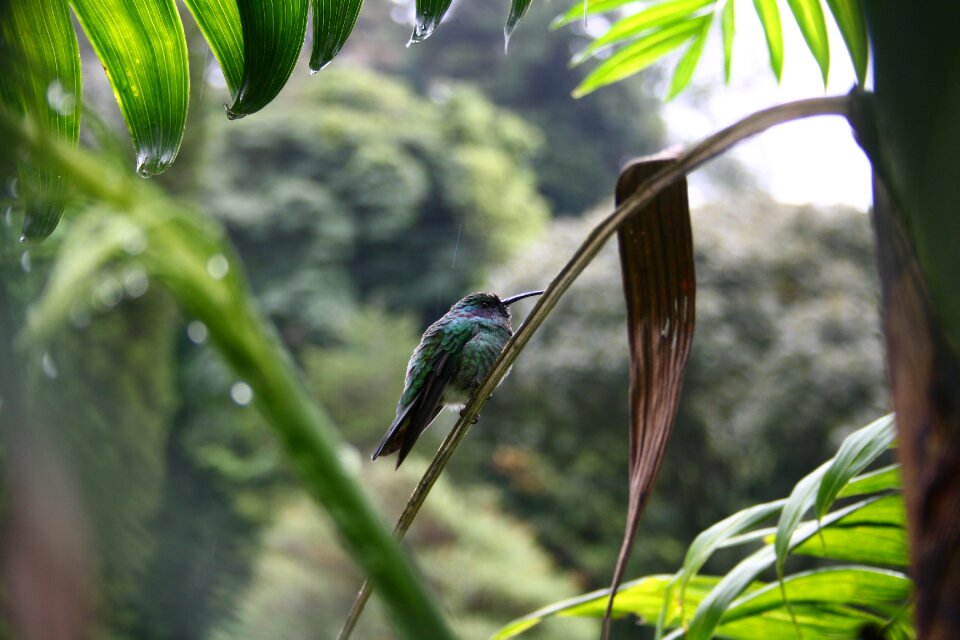 Jungle bill be duster