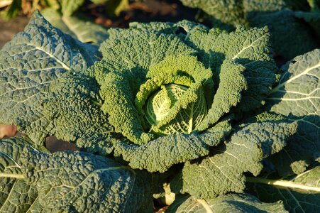 Horticulture agriculture vegetables