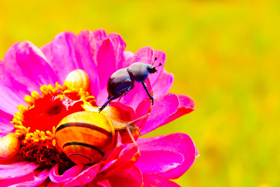 Snail animals the beetles