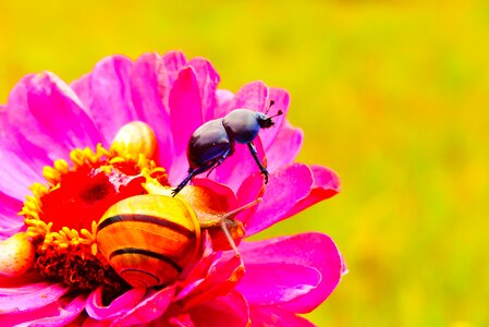 Snail animals the beetles