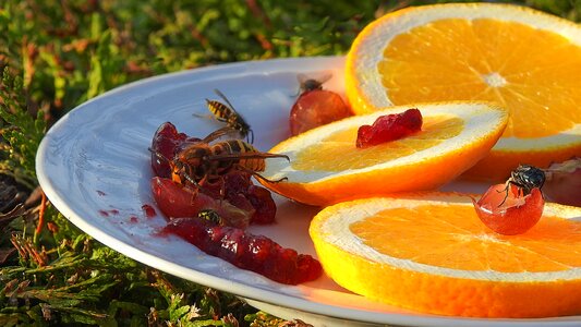 Fly fruit grape photo