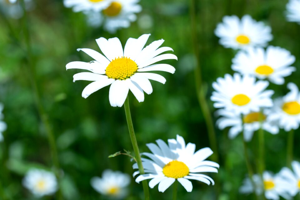 White white flowers white meadow flowers