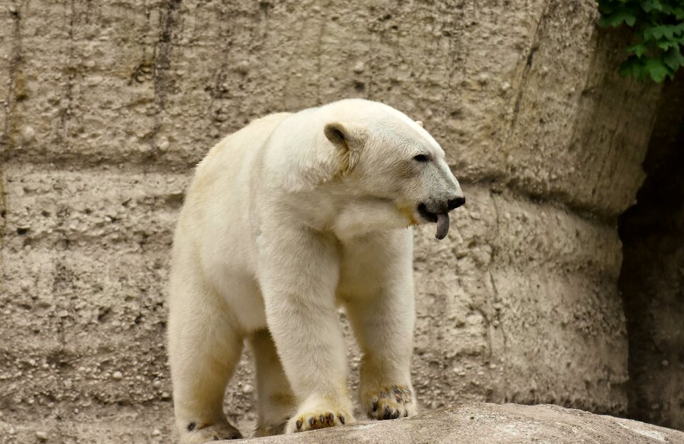 Beautiful dangerous animal world