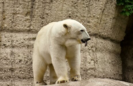 Beautiful dangerous animal world