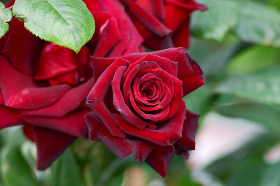 Beautiful dark background red