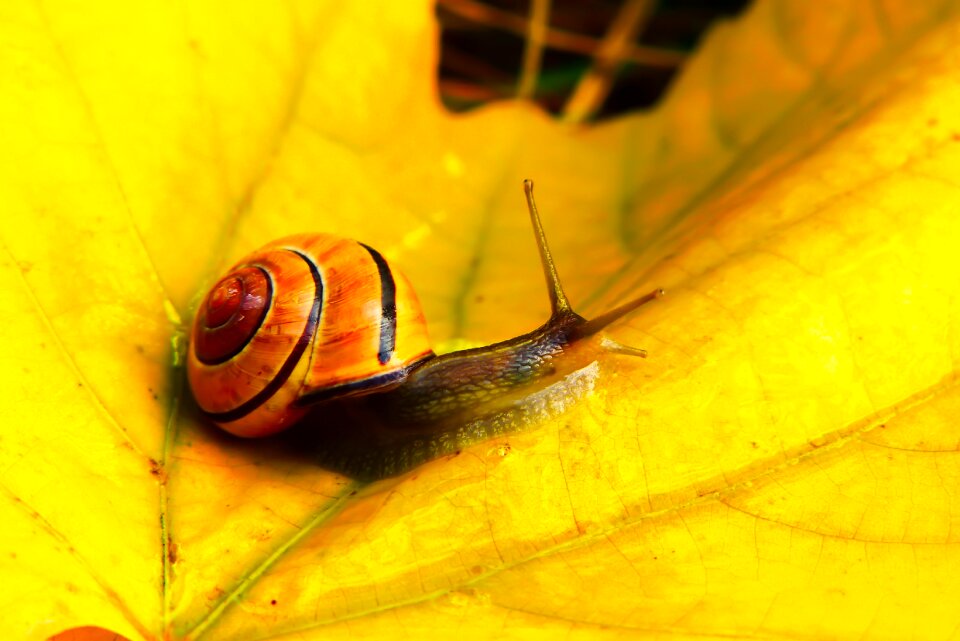 Autumn seasons of the year animals
