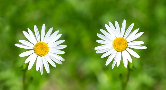 White white flowers white meadow flowers photo