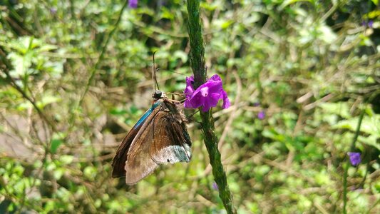 Wings butterfly insects