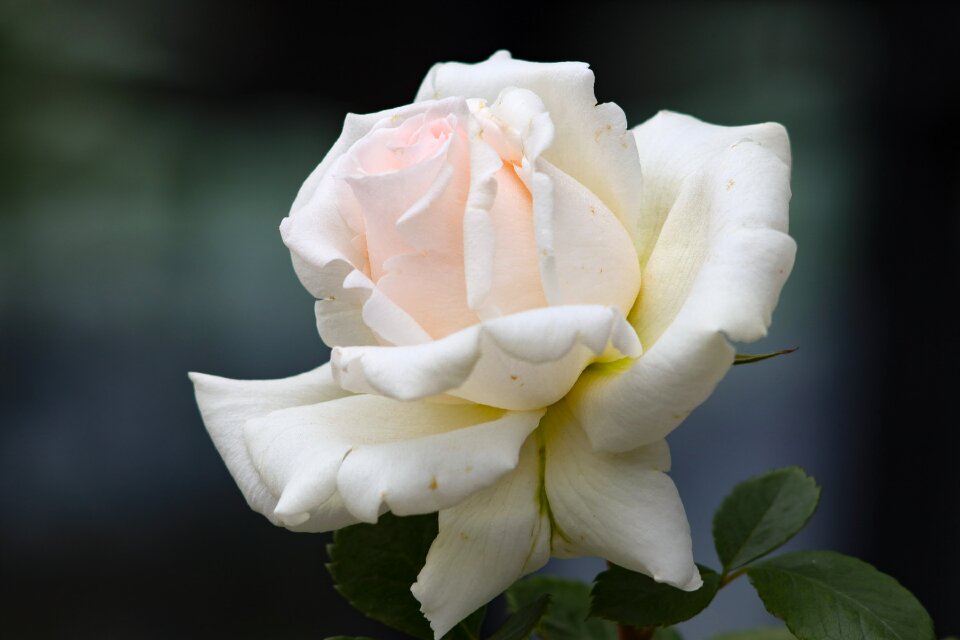 Beautiful dark background white