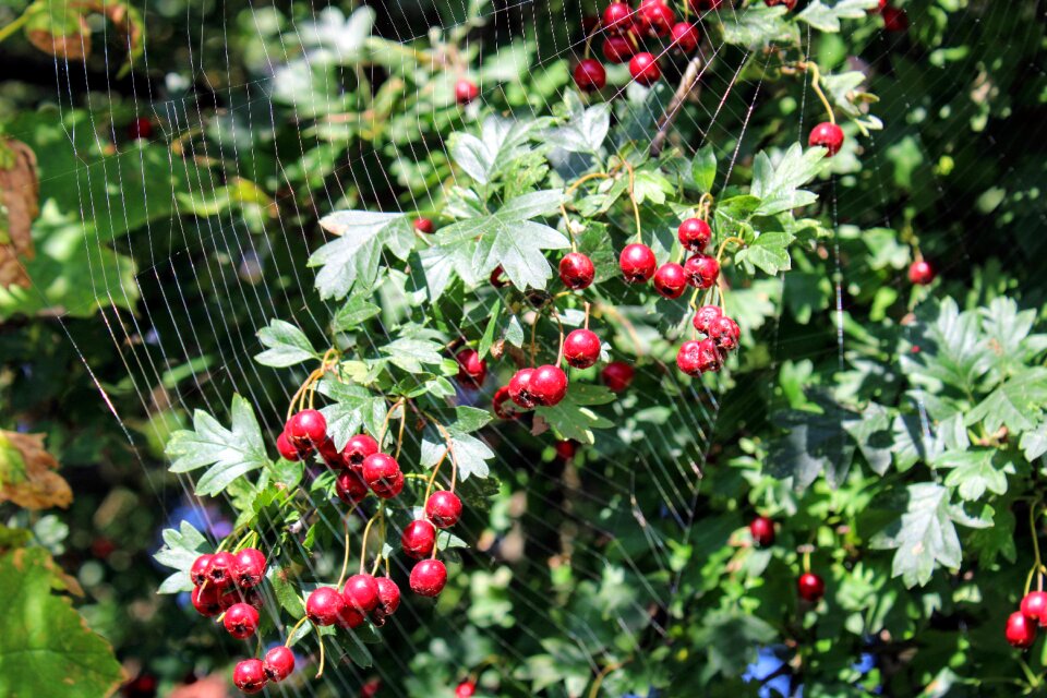 Berry red network