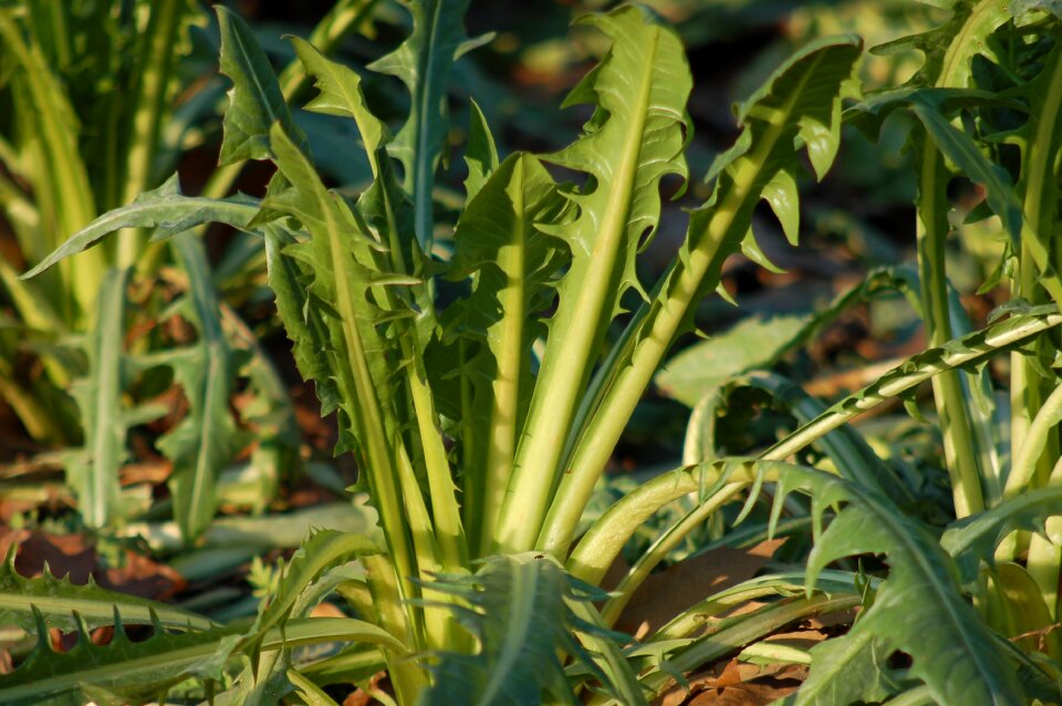 Garden horticulture collected