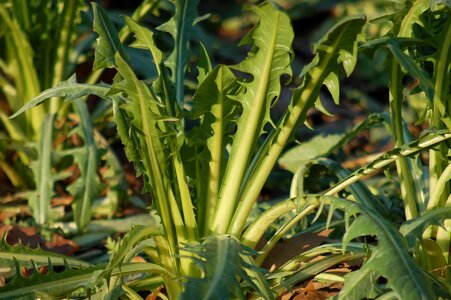 Garden horticulture collected