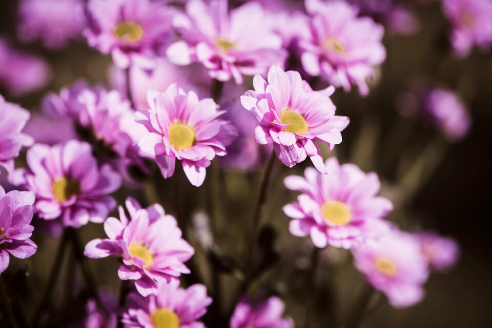 Pink flowers flora close up