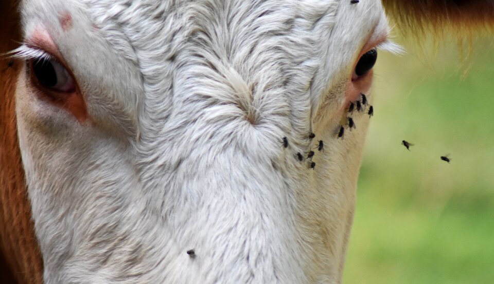 Bovine bull cattle photo