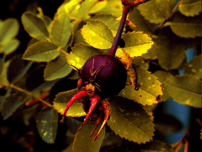 Leaf leaves bug photo