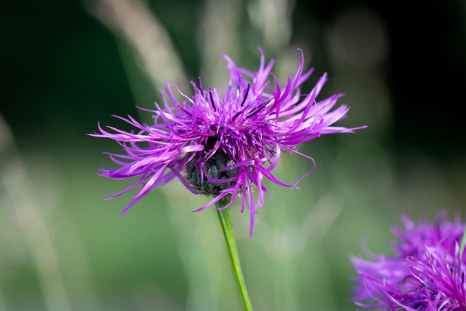 Blossom bloom purple flower