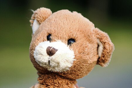 Stuffed animal soft toy cute photo