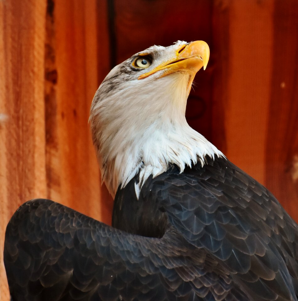 Eye protection bird