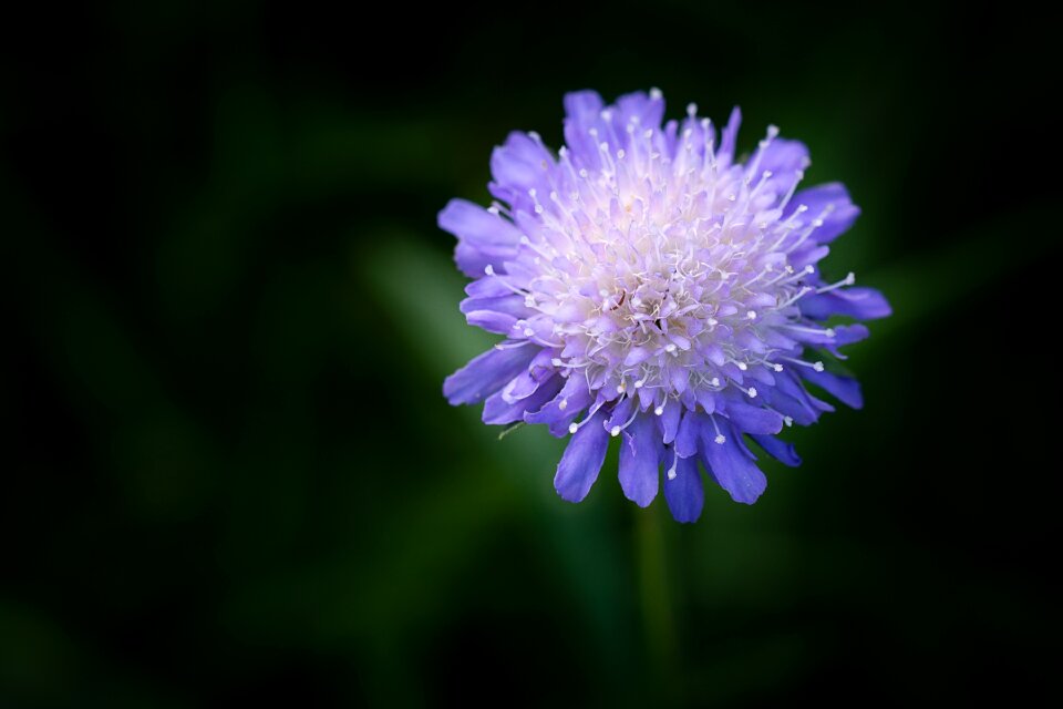 Blue blue flower blossom