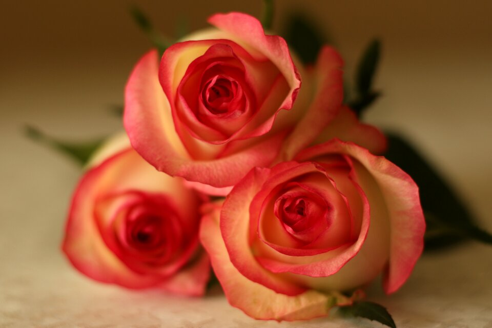 Romantic romance brown rose
