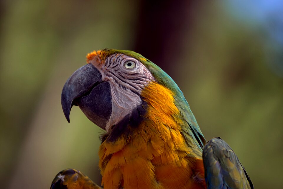 Colorful feather color