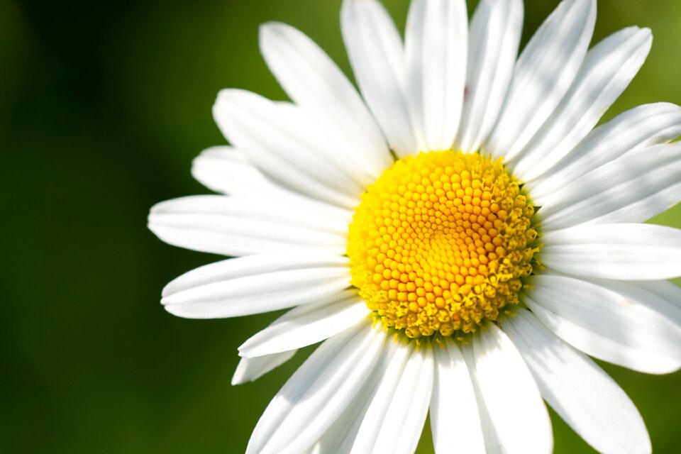 White flower white flowers petals