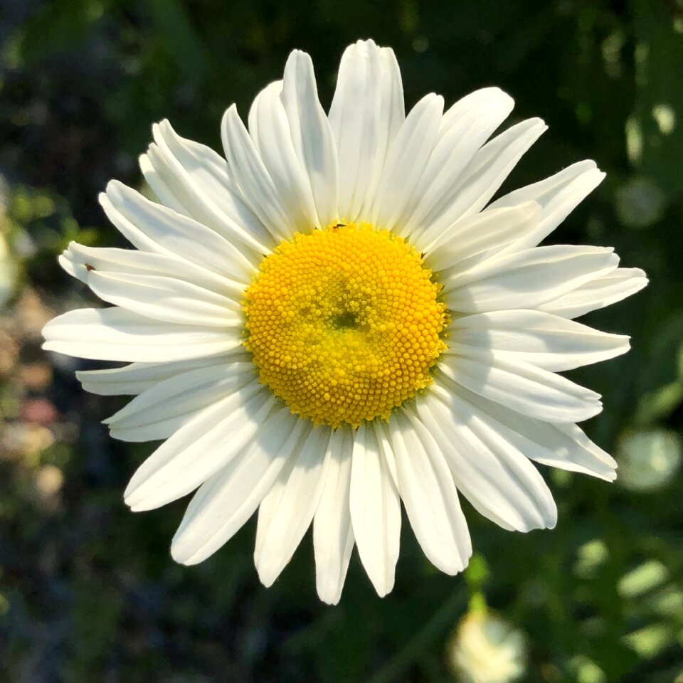 Green flower bloom