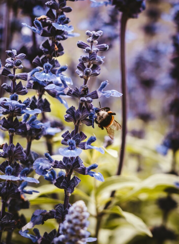 Flower bed bokeh beautiful