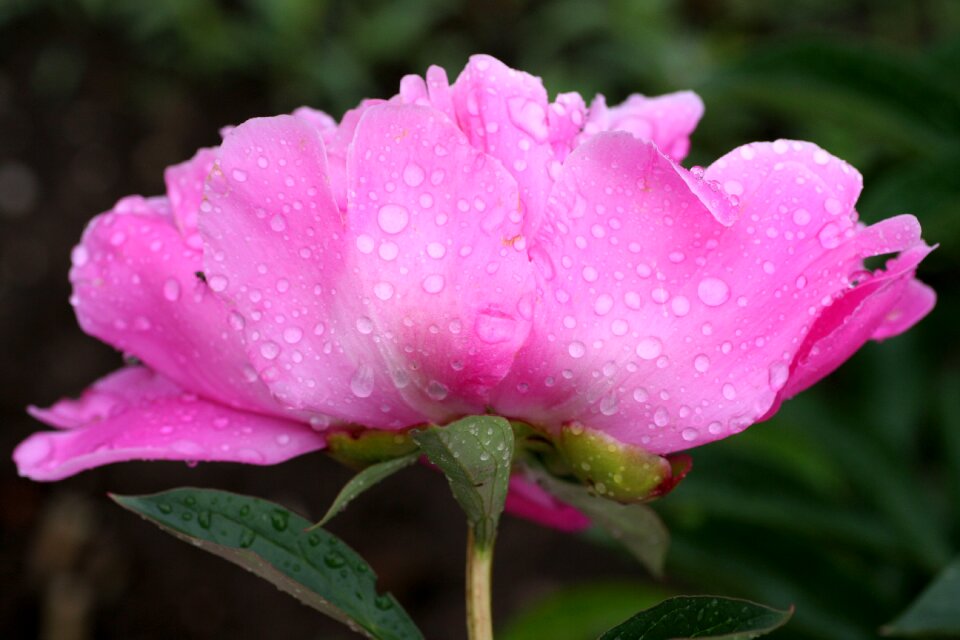 Garden flowering petals