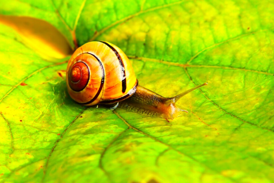 Autumn seasons of the year animals