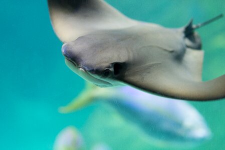 Manta water aquatic