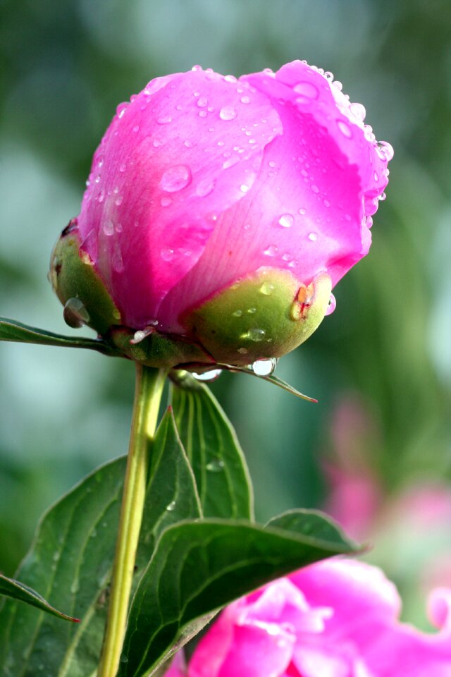 Spring garden flowering