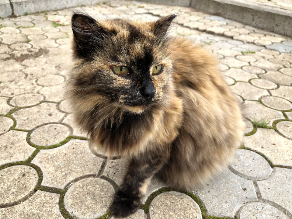 Feline animals cute