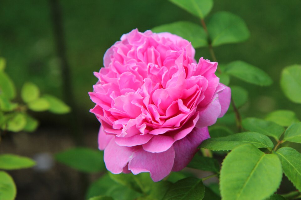 Rosebush pink rose pink flower