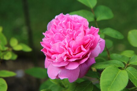 Rosebush pink rose pink flower