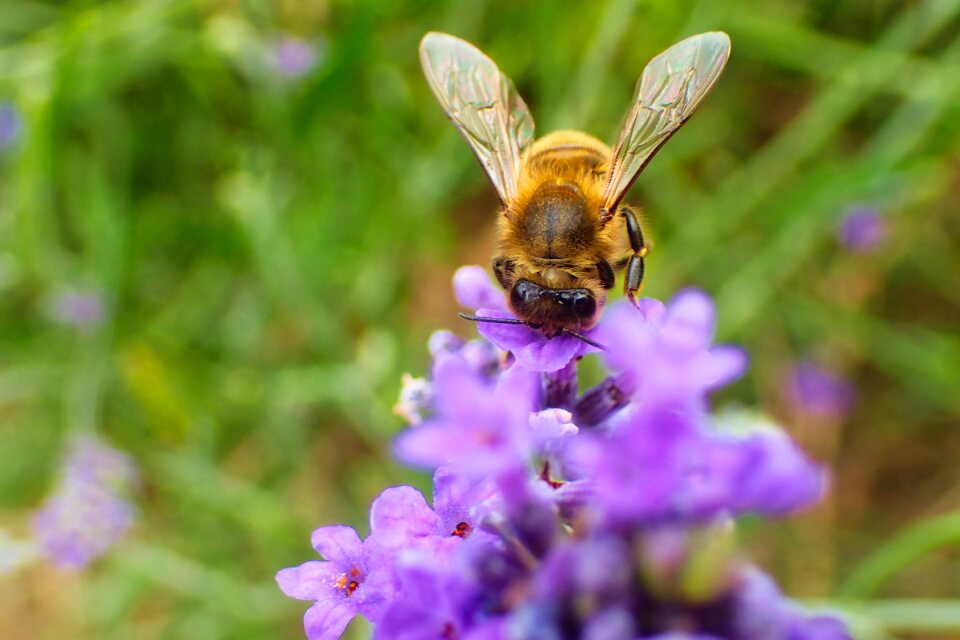 Blossom bug bumblebee photo