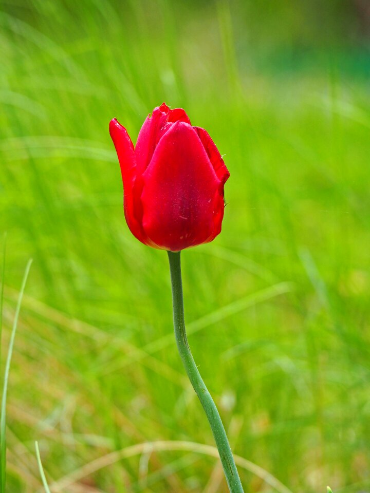 Spring tulip garden