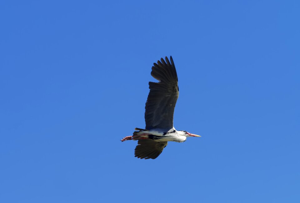 Wings flying nature