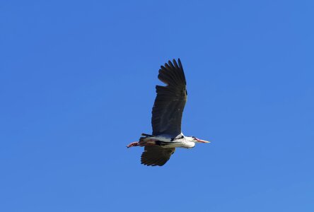 Wings flying nature photo