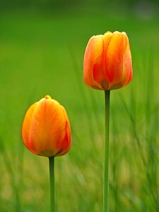 Spring tulip garden