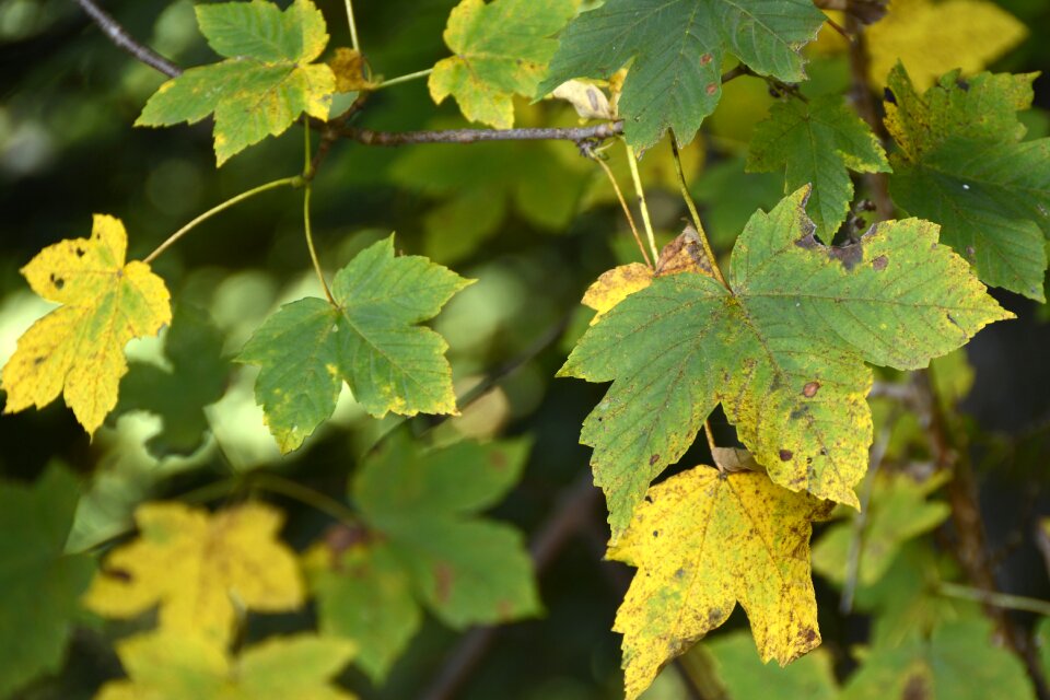 Forest leaves nature photo