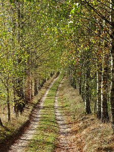 Forest landscape nature photo