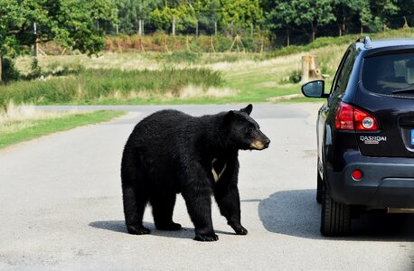 Attack black car