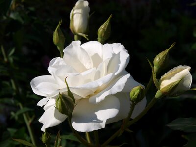 Bloom plant romance